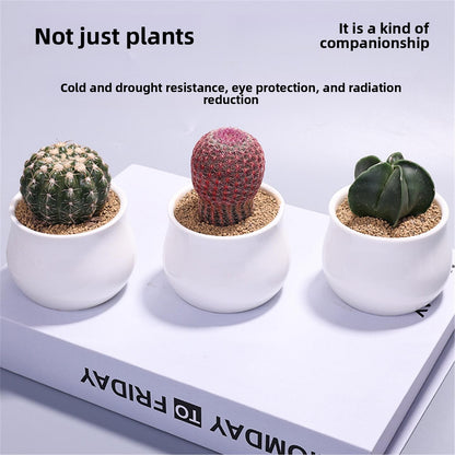 Small Potted Cactus Succulent Desktop Plant