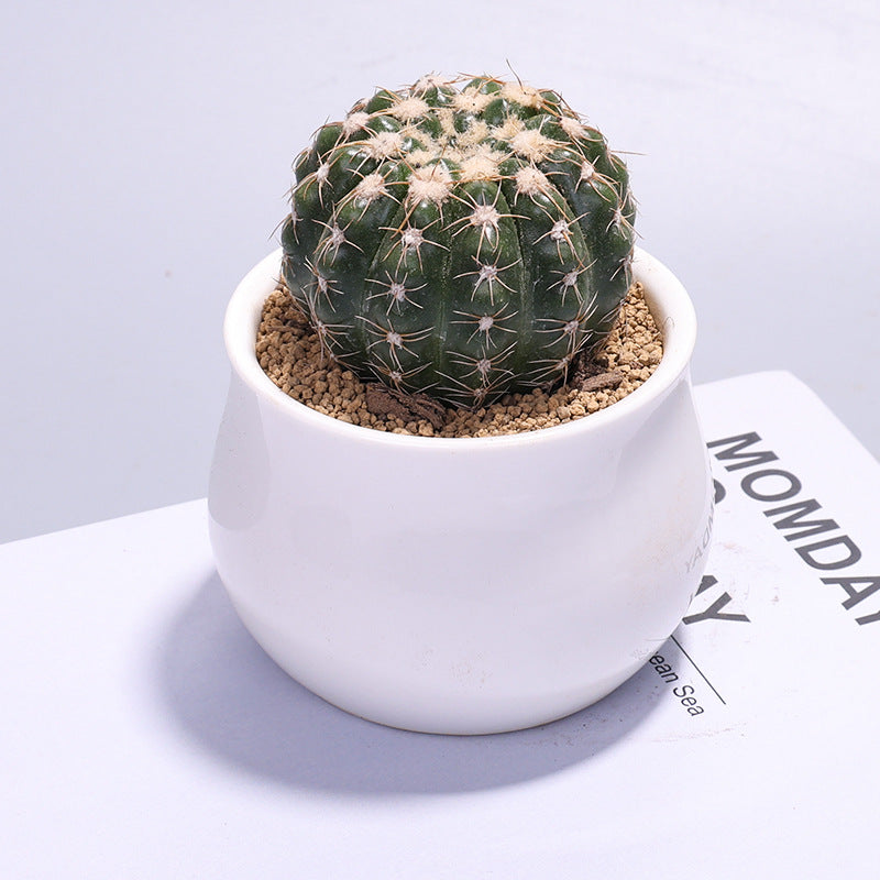 Small Potted Cactus Succulent Desktop Plant