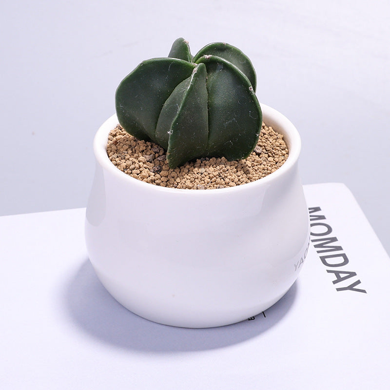 Small Potted Cactus Succulent Desktop Plant