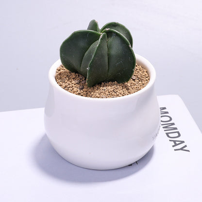 Small Potted Cactus Succulent Desktop Plant