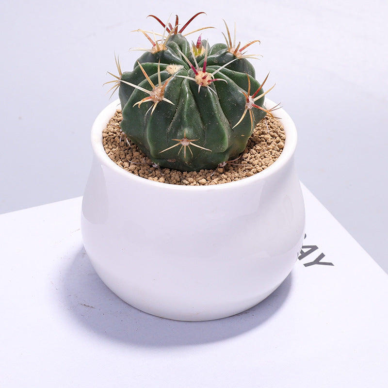 Small Potted Cactus Succulent Desktop Plant
