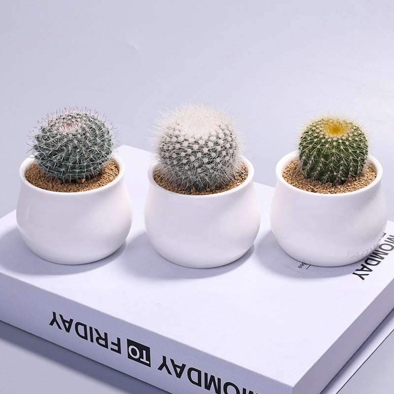 Small Potted Cactus Succulent Desktop Plant