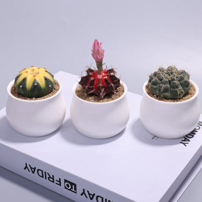 Small Potted Cactus Succulent Desktop Plant