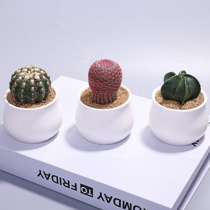 Small Potted Cactus Succulent Desktop Plant