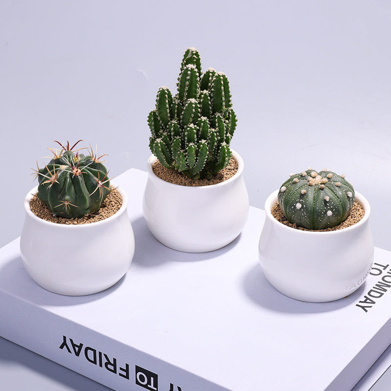 Small Potted Cactus Succulent Desktop Plant
