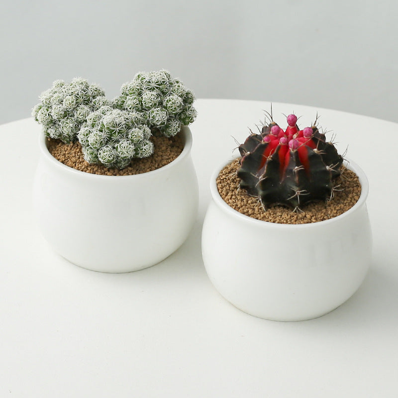 Small Potted Cactus Succulent Desktop Plant
