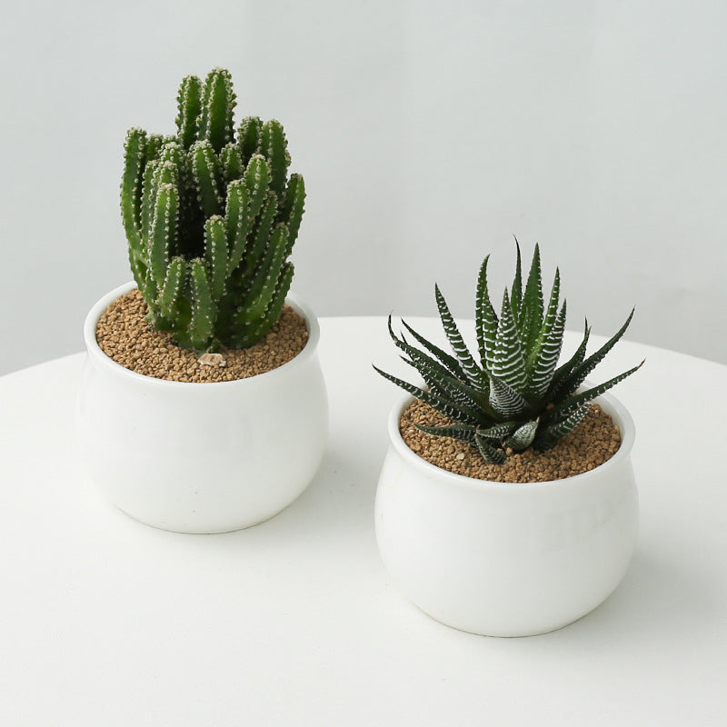 Small Potted Cactus Succulent Desktop Plant
