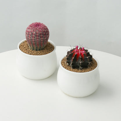 Small Potted Cactus Succulent Desktop Plant