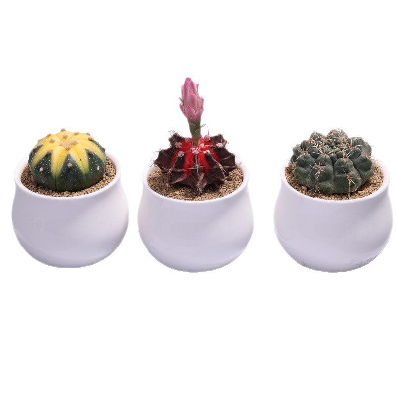 Small Potted Cactus Succulent Desktop Plant