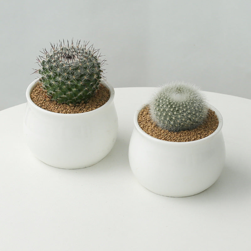 Small Potted Cactus Succulent Desktop Plant