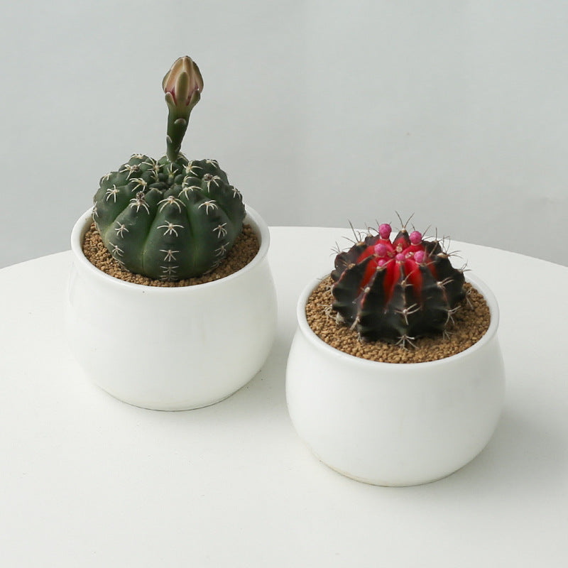 Small Potted Cactus Succulent Desktop Plant