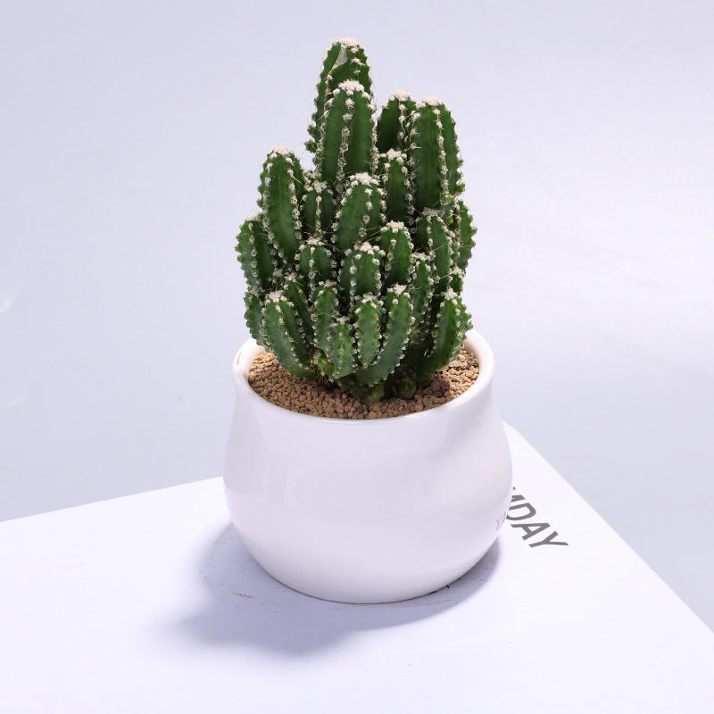 Small Potted Cactus Succulent Desktop Plant