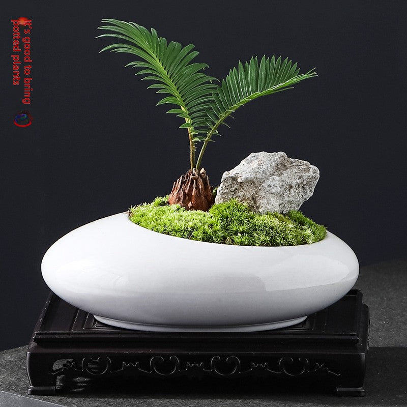 Small Potted Cycas Revoluta Indoor Plant