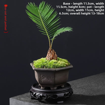 Small Potted Cycas Revoluta Indoor Plant