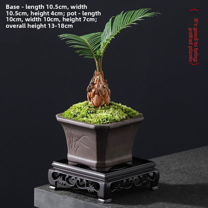 Small Potted Cycas Revoluta Indoor Plant