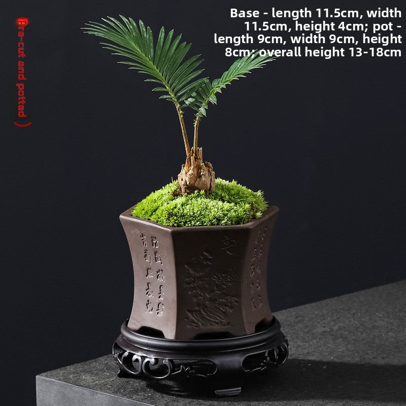 Small Potted Cycas Revoluta Indoor Plant