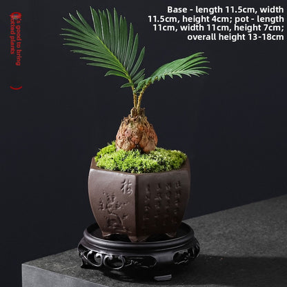 Small Potted Cycas Revoluta Indoor Plant