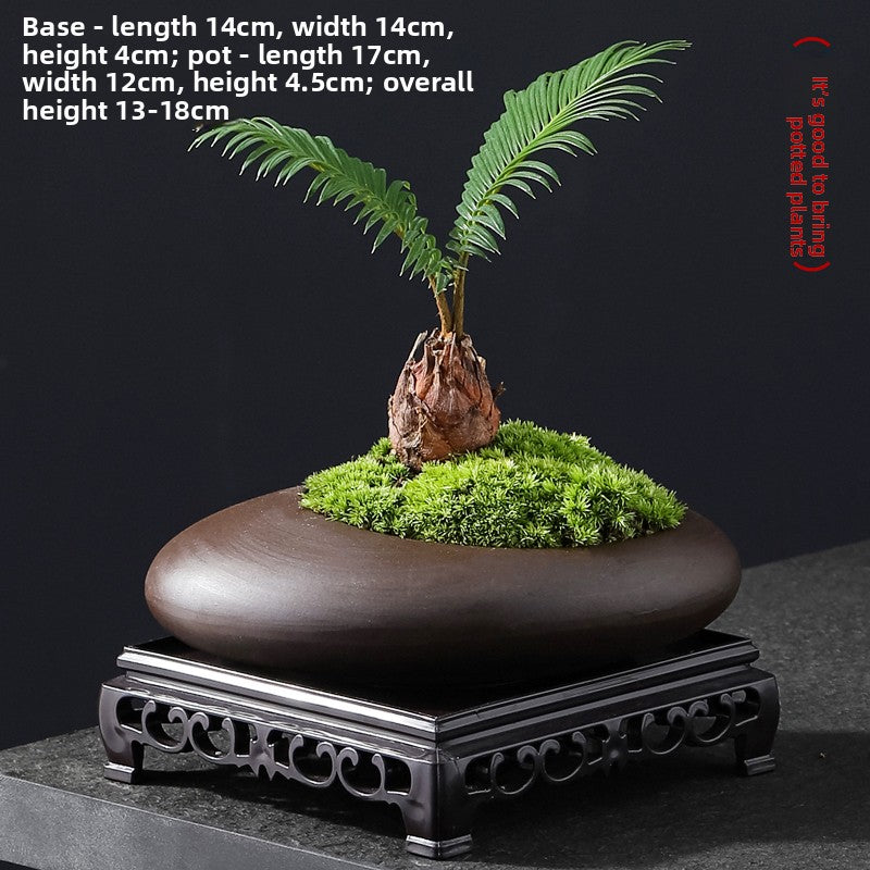 Small Potted Cycas Revoluta Indoor Plant