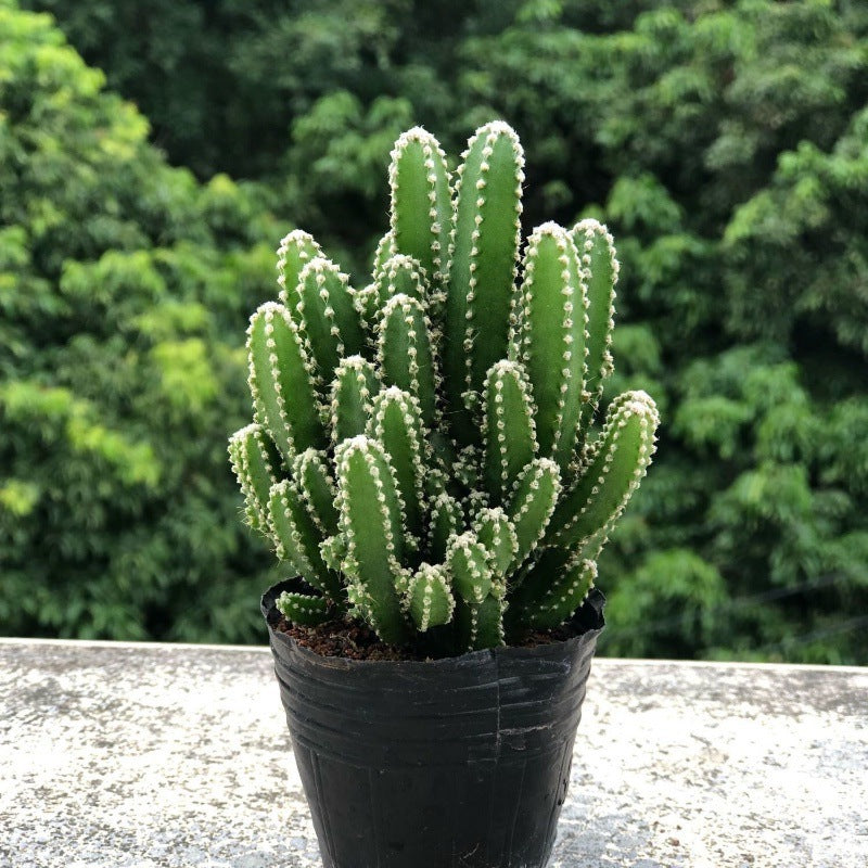 Small Potted Plant