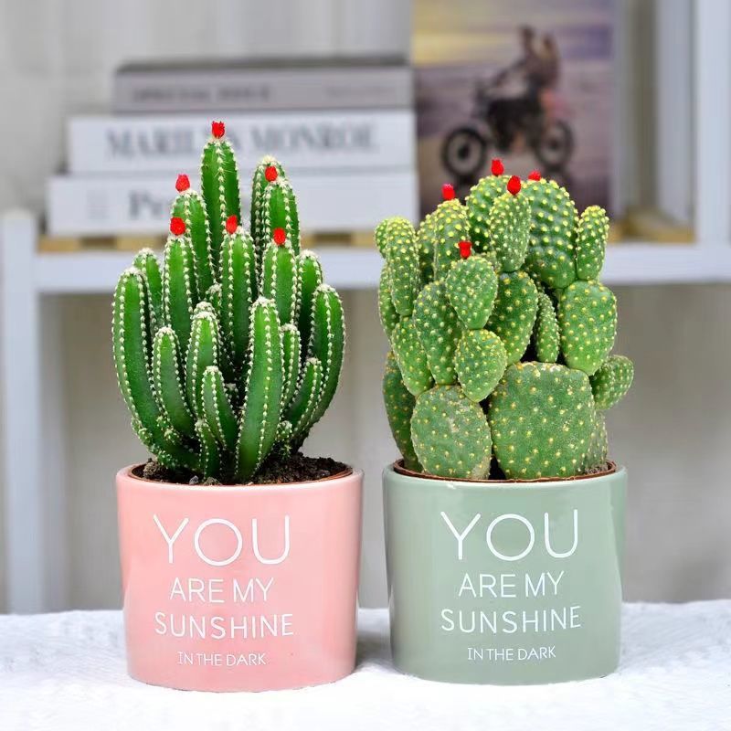 Small Potted Plant