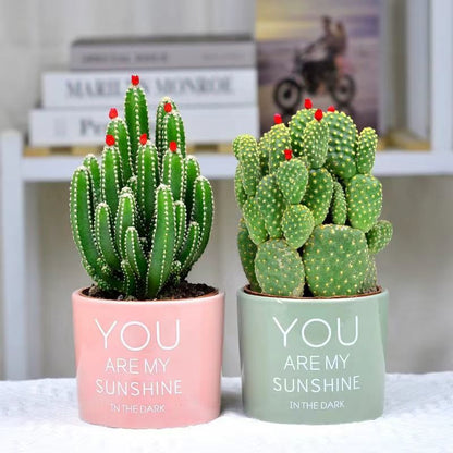 Small Potted Plant