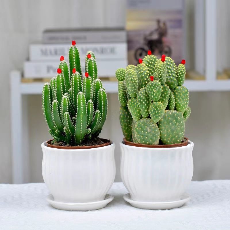 Small Potted Plant
