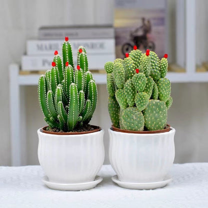Small Potted Plant