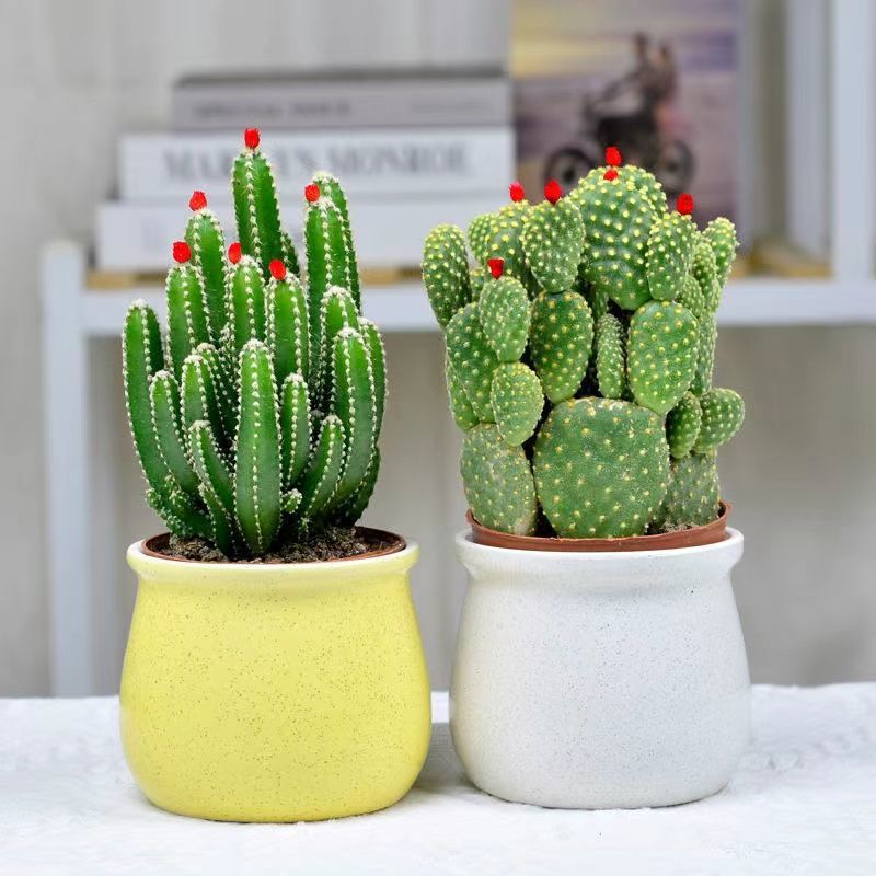Small Potted Plant