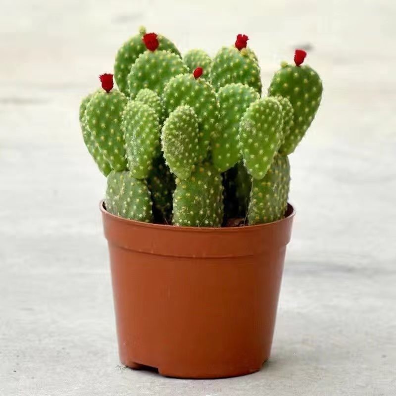 Small Potted Plant