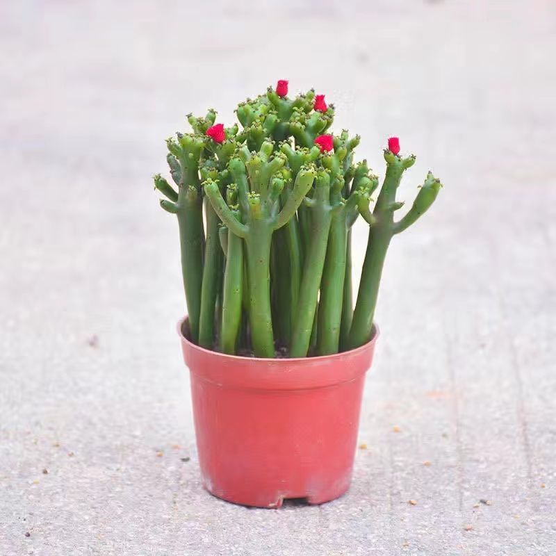 Small Potted Plant