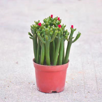 Small Potted Plant