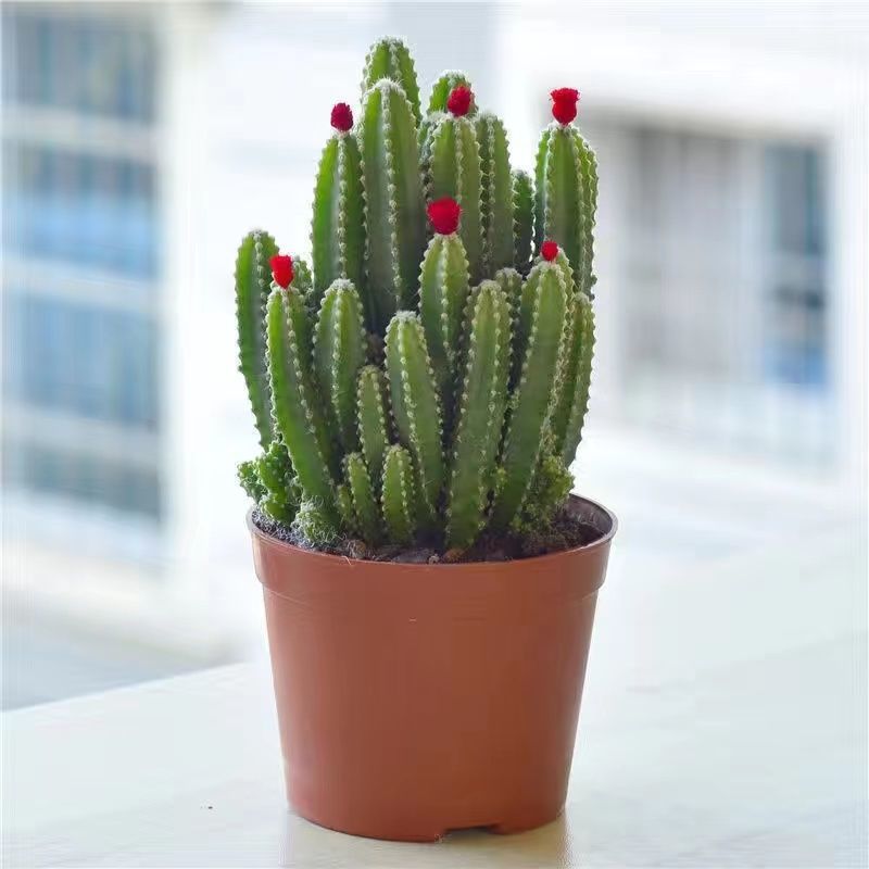 Small Potted Plant