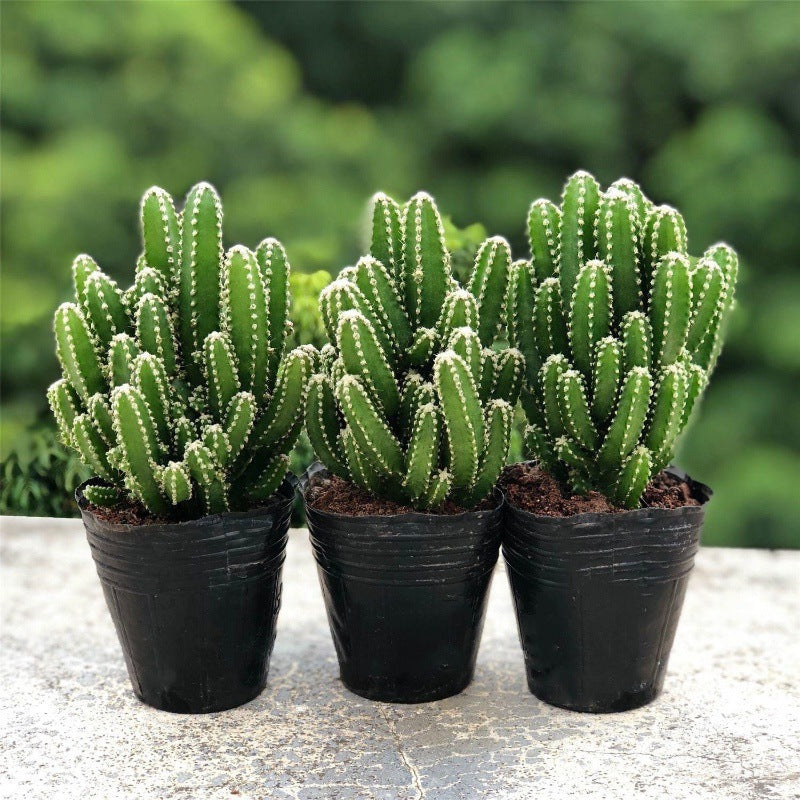 Small Potted Plant