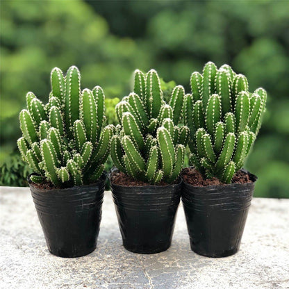 Small Potted Plant