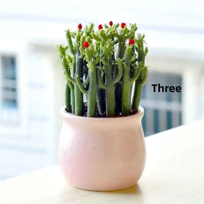 Small Potted Plant