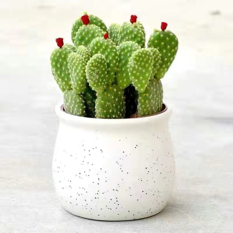 Small Potted Plant