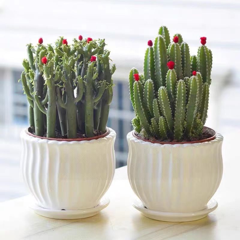 Small Potted Plant