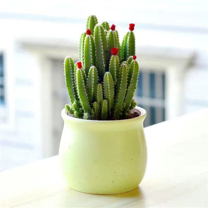 Small Potted Plant