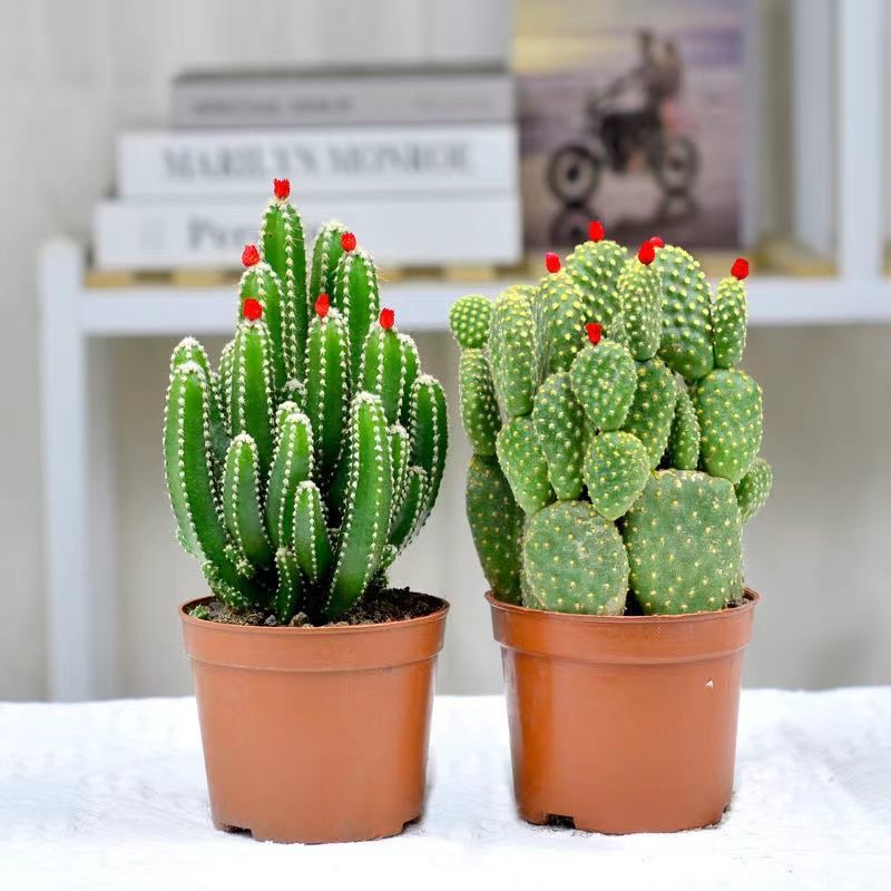 Small Potted Plant