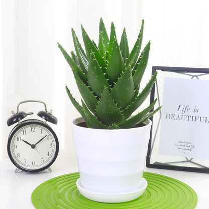 Small Potted Plant