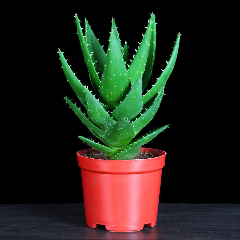 Small Potted Plant