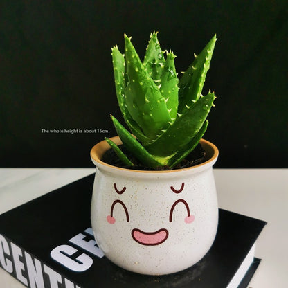 Small Potted Plant