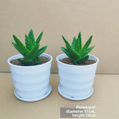 Small Potted Plant