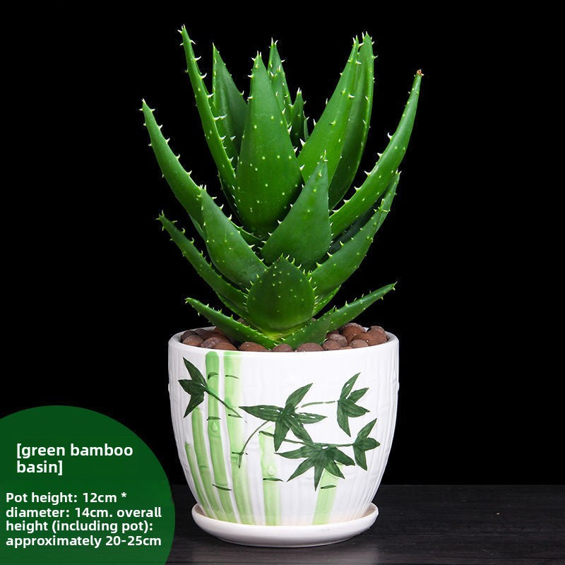 Small Potted Plant