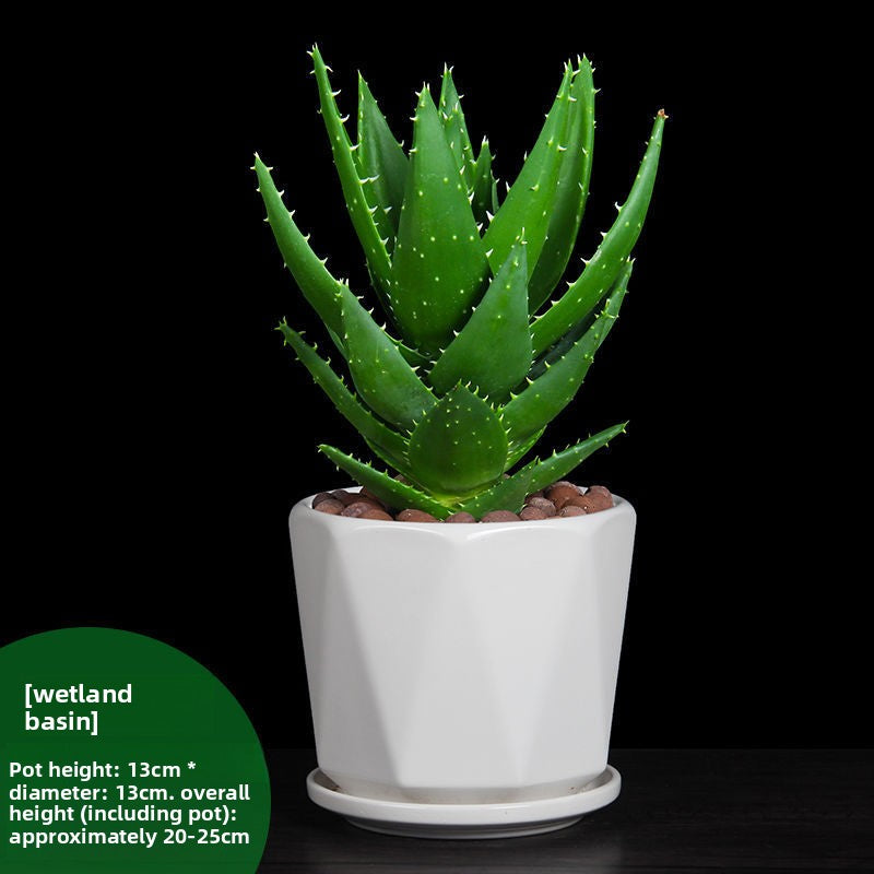 Small Potted Plant