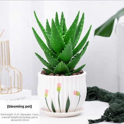 Small Potted Plant