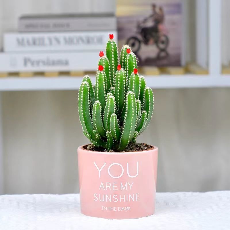 Small Potted Plant