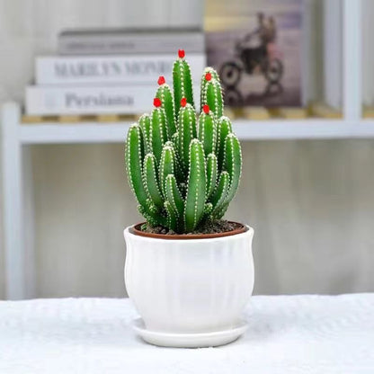 Small Potted Plant