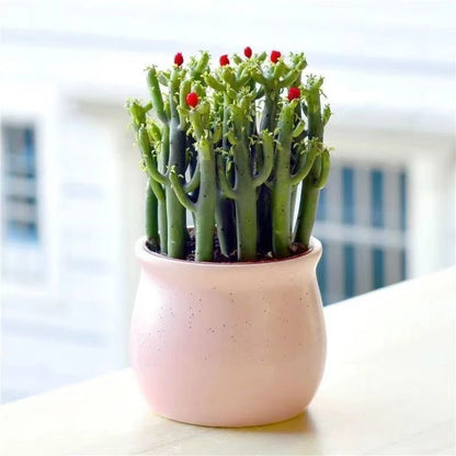 Small Potted Plant