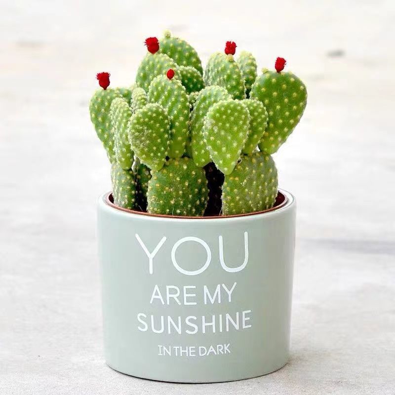 Small Potted Plant